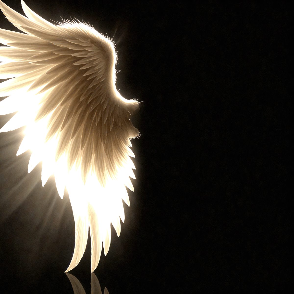 9182 - the-angel-and-the-shadow-a-luminous-angel-wing-contra_250708092728_00001.png